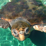 頑張りすぎない野生動物