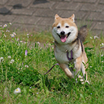 犬との暮らしのコトハジメ~ペットショップに行く前に受けてほしいセミナー~