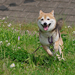 犬との暮らしのコトハジメ～ペットショップに行く前に受けてほしいセミナー～