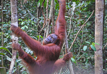 ボルネオ島のオランウータンに癒やされよう！