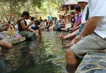 タイ北部の世界遺産、古都チェンマイでエレファント・トレッキング！