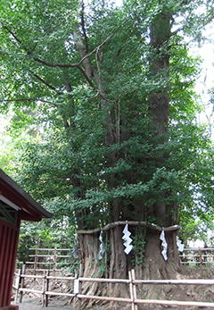 御神木の大銀杏