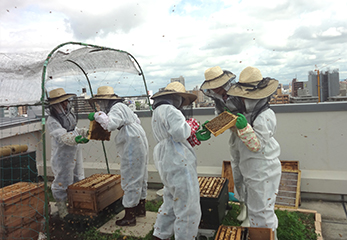 ハチミツ採取の様子