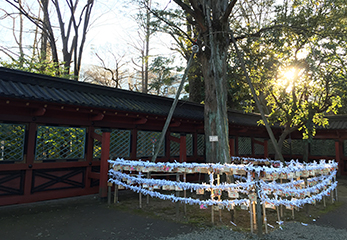 根津神社 願掛けカヤの木