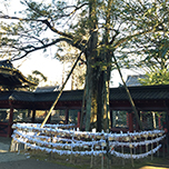 〈根津神社〉の“願掛けカヤの木”“乙女稲荷”に、女子力UPを祈願 〈開運〉で夢をつかもう！！ d-laboパワースポット女子部 Vol.12