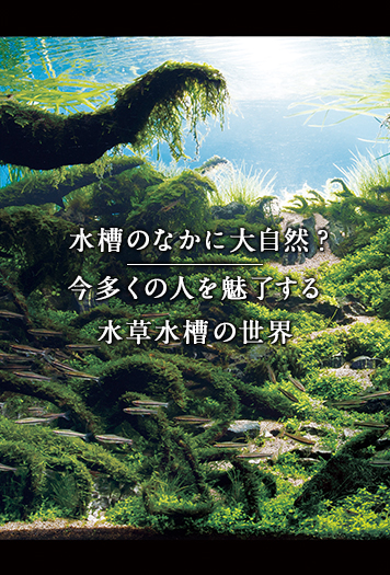水槽のなかに大自然？ 今多くの人を魅了する水草水槽の世界 | 特集