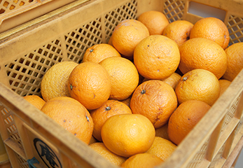 かごに入った地元産の柑橘類