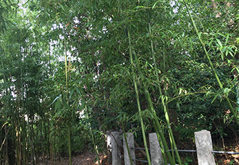 「御塚」の裏に位置する竹林