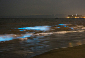 波で発光する夜行虫。湘南の海岸で撮影されたもの。