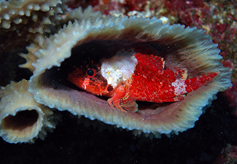 夜の海中生物