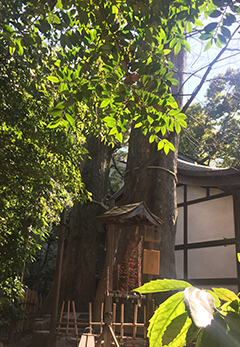 川越氷川神社 欅（けやき）の御神木