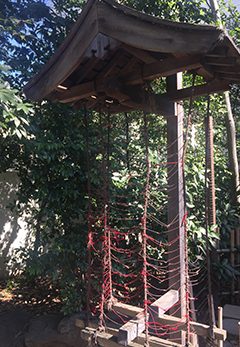 川越氷川神社 欅（けやき）の御神木