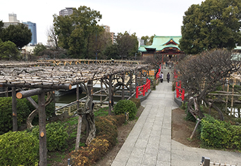 亀戸天神社 2本の橋と社殿