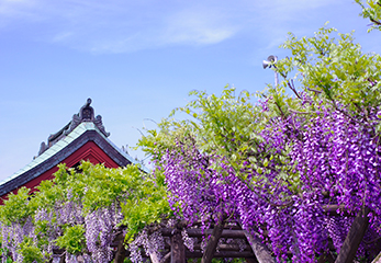 亀戸天神社 藤棚