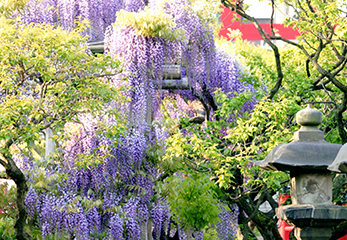 亀戸天神社 藤棚