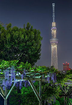 亀戸天神社 藤棚と東京スカイツリー