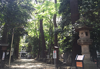 代々木八幡宮 境内