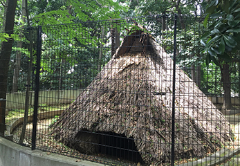 代々木八幡宮 縄文時代の竪穴住居