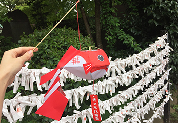 代々木八幡宮 金魚提灯