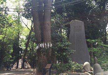 代々木八幡宮 御神木の楠の木