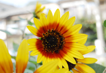 宮本さんからはこの花のような明るいオーラを感じました。柔らかな物腰からは想像できないほどエネルギッシュ。