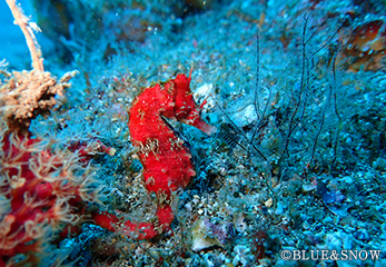 伊豆のカラフルな海中生物たち