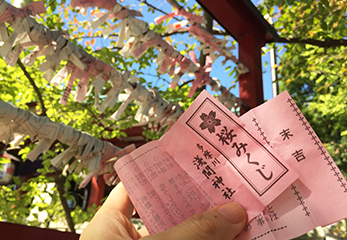 多摩川浅間神社 桜みくじ