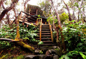 天然シャンプー&露天風呂であなたを癒す。ジャングルの宿（アメリカ／ハワイ）