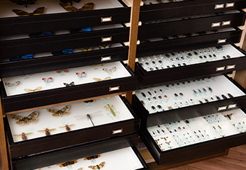 小野さんの昆虫標本コレクション