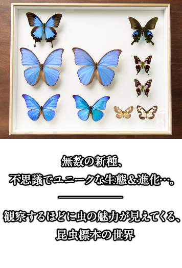 無数の新種、不思議でユニークな生態＆進化…。観察するほどに虫の魅力