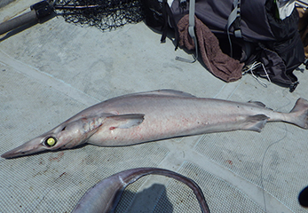 珍生物ハンター 平坂寛も唸る 東京湾で深海魚が釣れて しかも美味 特集 スルガ銀行 Dバンク支店