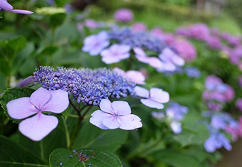 オールドレンズで撮影した写真