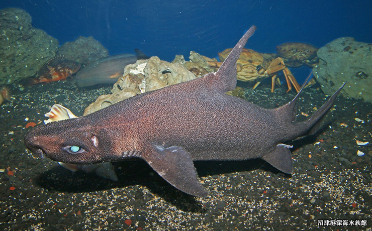 「沼津港深海水族館」に魅力を直撃。深海生物＝ぷよぷよ＆のんびり派！？