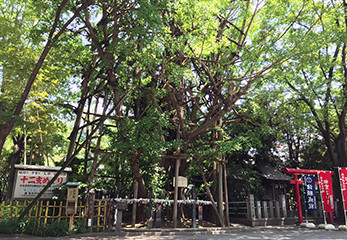 稲毛神社 御神木