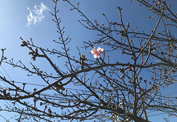 河津桜