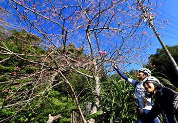 真っ青な空に映える寒緋桜