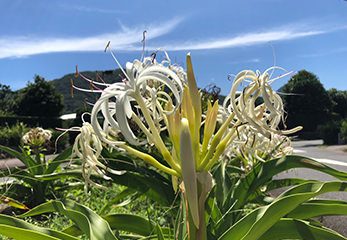 沼津市の花に指定されている「はまゆう」は、海岸砂地に生えるヒガンバナ科のお花。