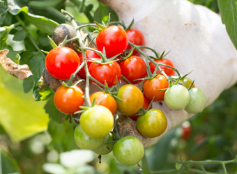 おイシイ農園のミニトマト